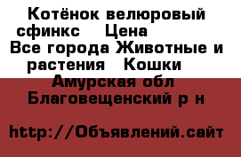 Котёнок велюровый сфинкс. › Цена ­ 15 000 - Все города Животные и растения » Кошки   . Амурская обл.,Благовещенский р-н